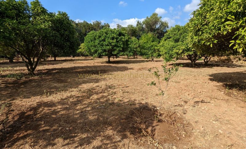 Ground - Sale - Denia - Sportcentrum